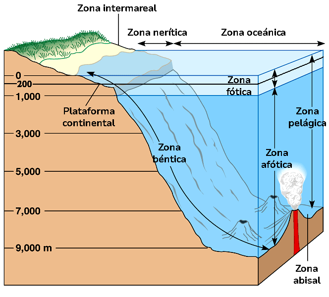 File:Oceanic Zones SPANISH.png