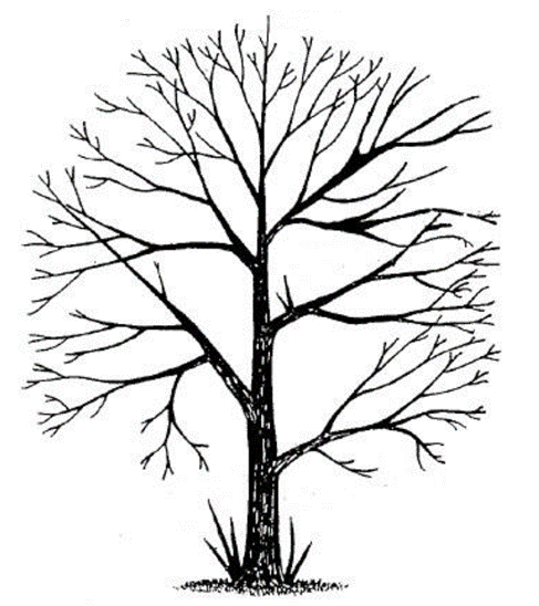 Arboriculture Req. 9 Graphic.png
