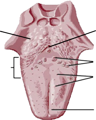 Diagrama de la lengua