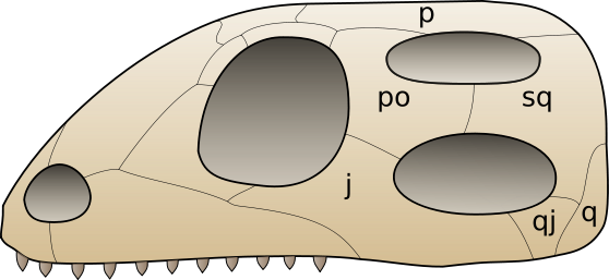 File:558px-Skull diapsida 1.svg.png