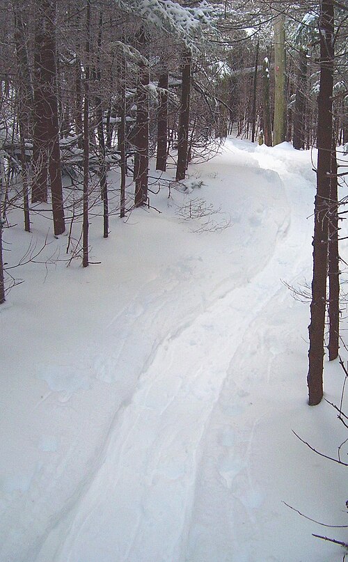 File:Snowshoe track in woods.jpg