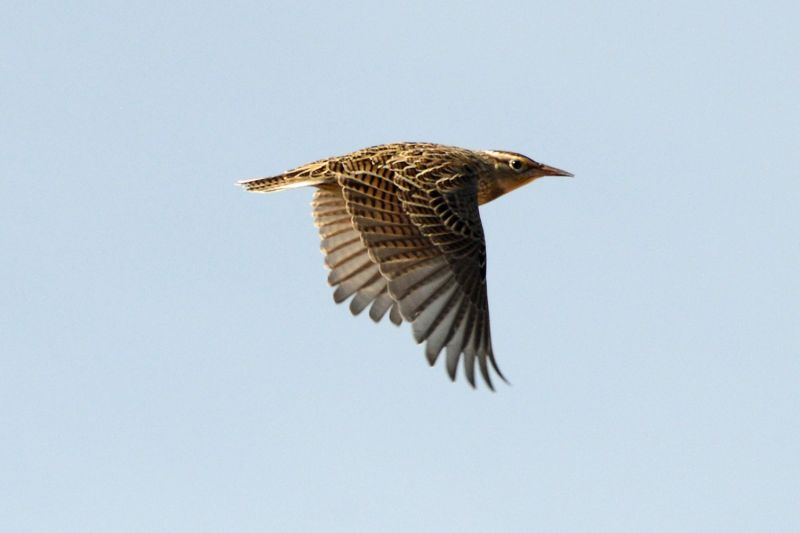 File:Sturnella neglecta 4991.jpg