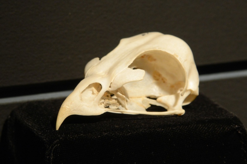 File:Buteo swainsoni 1.jpg