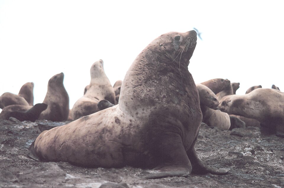 File:Steller sea lion bull.jpg