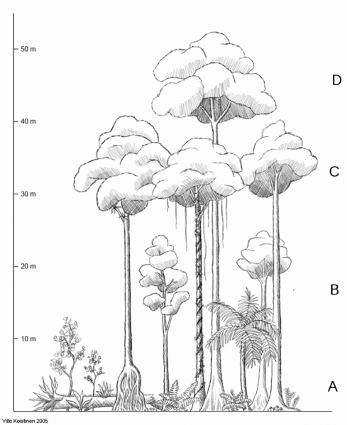 File:Tropical rainforest layers.png