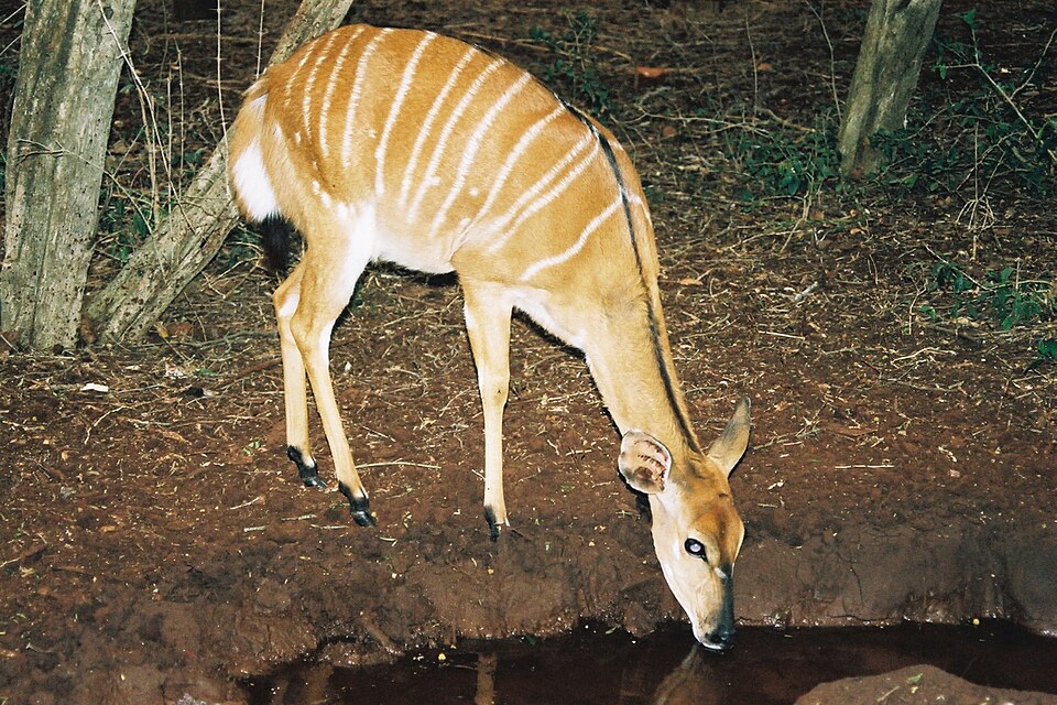File:Tragelaphus angasii Nyala female 1.jpg