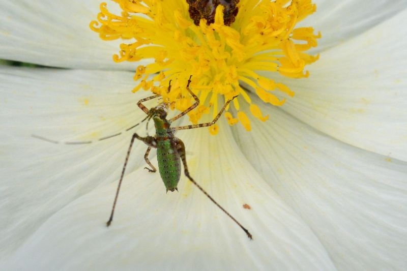 File:Scudderia furcata 8816.jpg