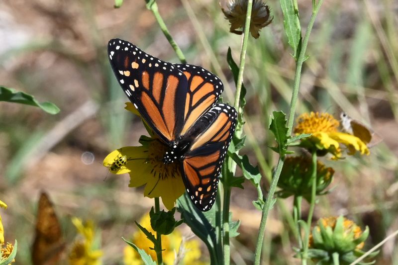 File:Danaus plexippus 6511.jpg
