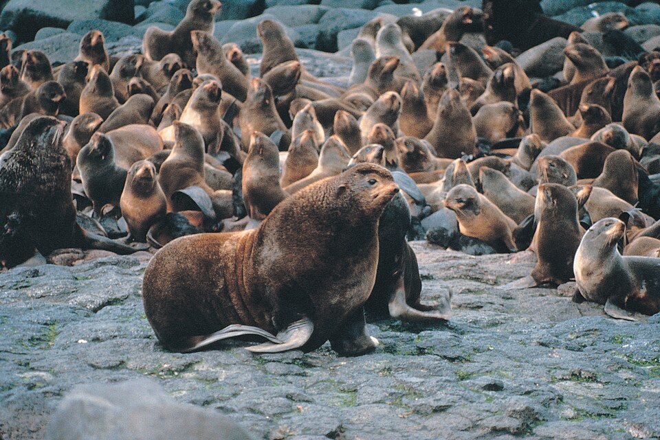 File:Callorhinus ursinus and harem.jpg