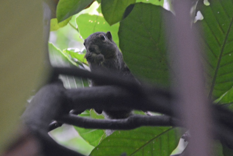 File:Callosciurus notatus 1386W.jpg