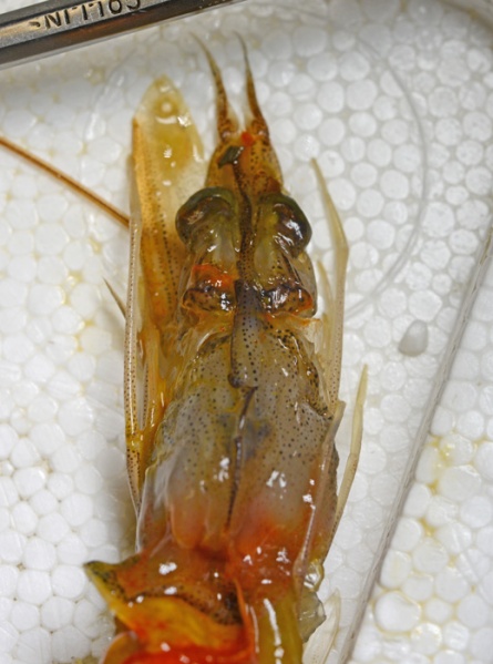 File:Shrimp 0645.jpg