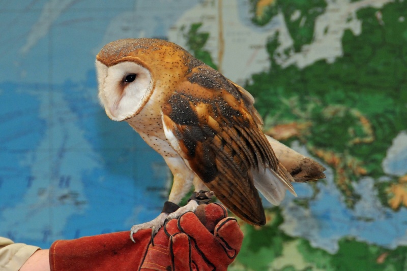 File:Tyto alba 2.jpg