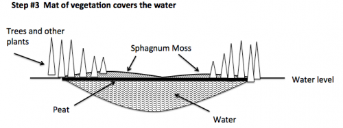 Bog succession 3.png