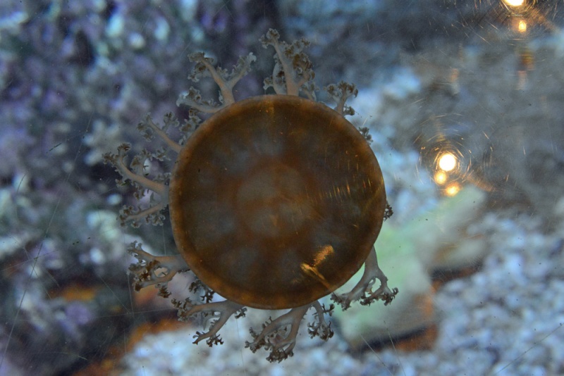 File:Upsidedown FWZ 2972.jpg