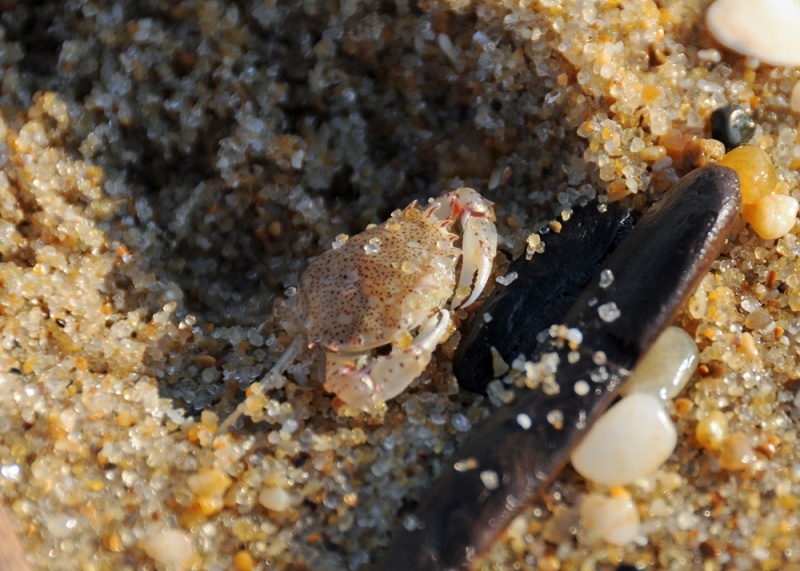 File:LadyCrab 9023 W.jpg