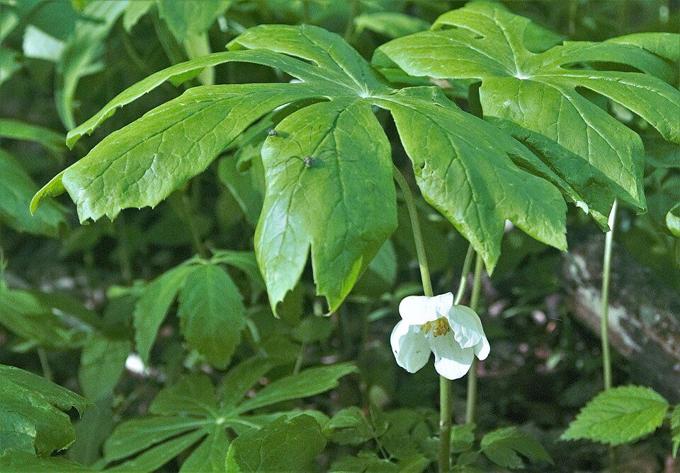 File:May Apple, Thunder Ridge Wilderness.jpg