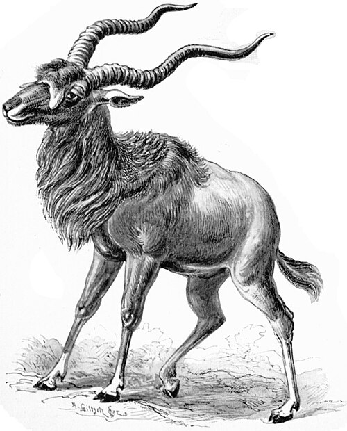 File:Haeckel Antilopina Addax nasomaculatus.jpg