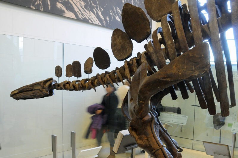 File:Stegosaurus 4214 W.jpg