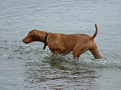 Vizsla.jpg