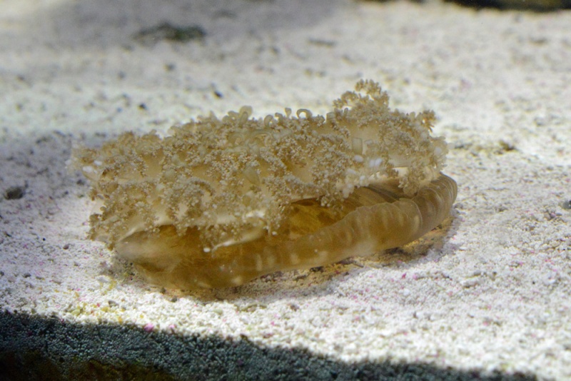 File:Cassiopeia sp 2499 W.jpg