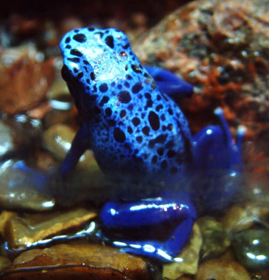 File:Drzewolaz lazurowy Dendrobates azureus RB2.jpg