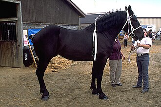 PercheronDraftHorse.jpg