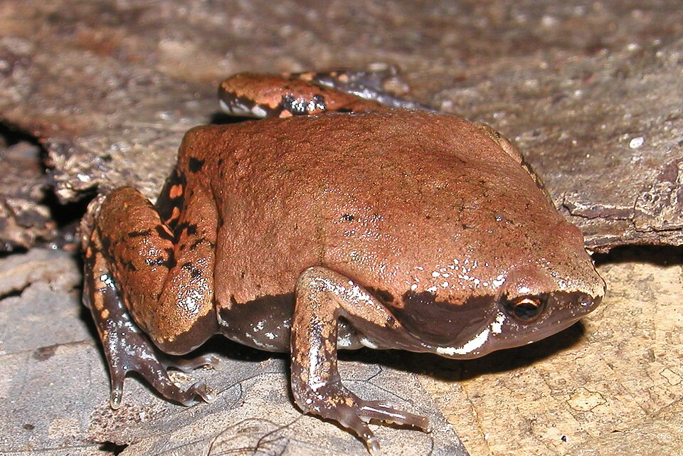 File:Hypopachus variolosus.jpg