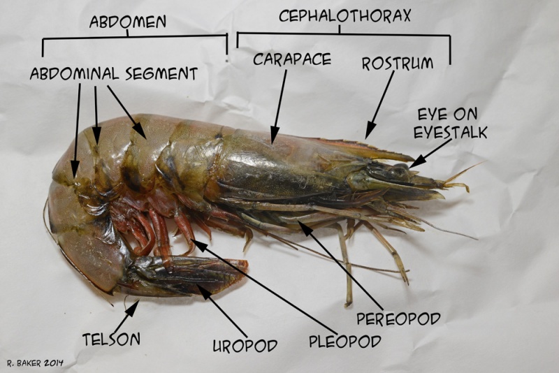File:ShrimpAnatomy 0480 edited-W.jpg