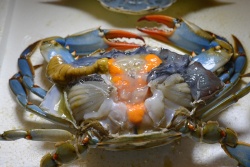BlueCrab 0619.jpg