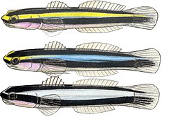 Elacatinus evelinae.JPG