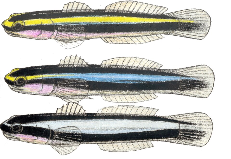 File:Elacatinus evelinae.JPG