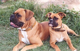 Two boxer dogs (2004).jpg