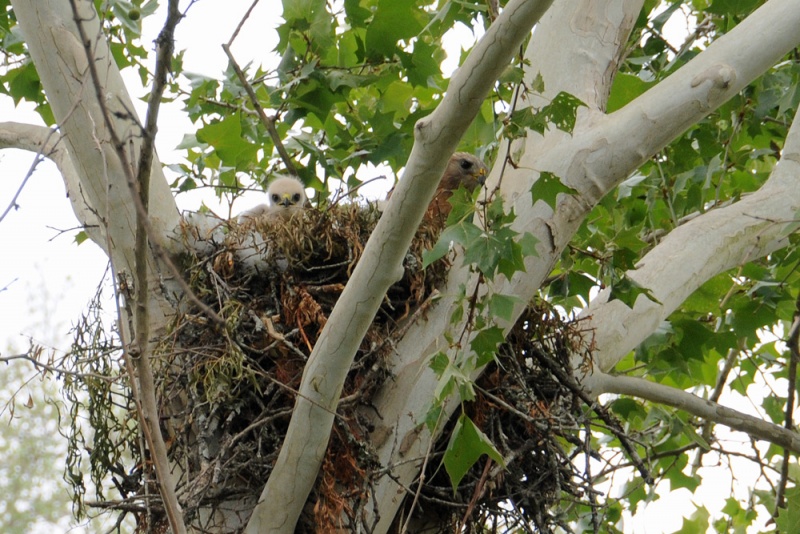 File:Buteo lineatus 4.jpg