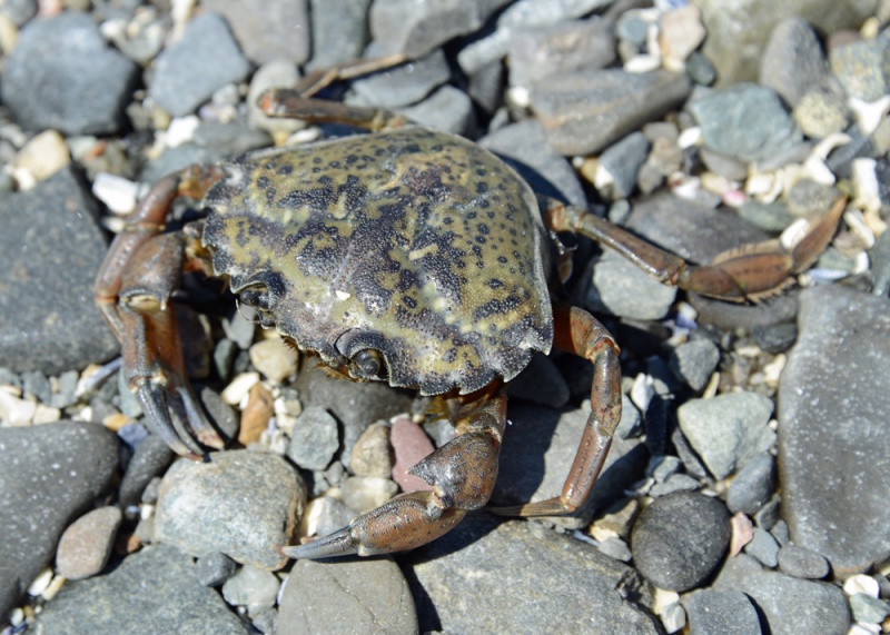 File:GreenCrab 6656 W.jpg