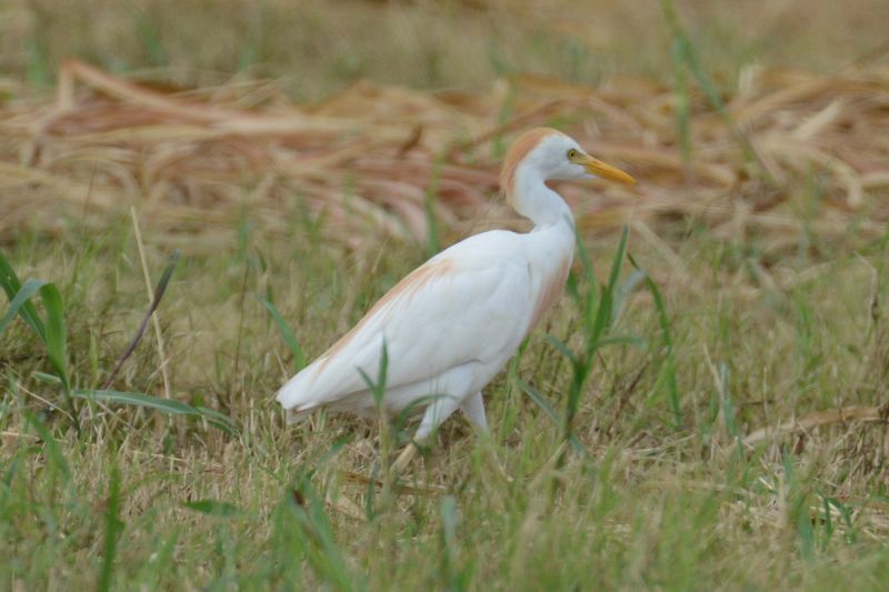 File:Bubulcus ibis 1442.jpg