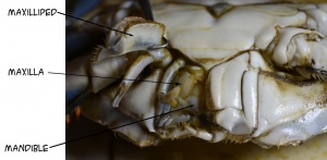 CrabMouth 0664 W.jpg
