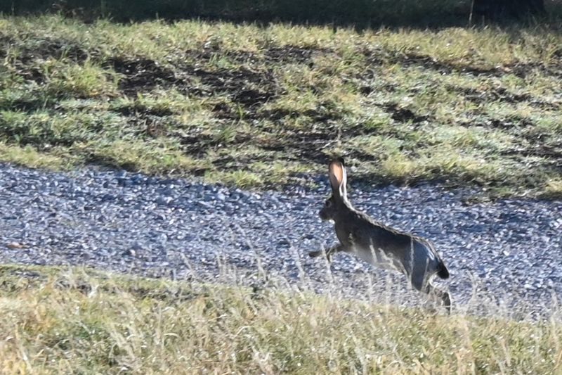 File:Lepus californicus 6376.jpg