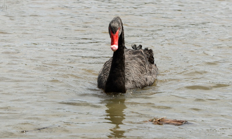 File:Cygnus atratus 3591.jpg