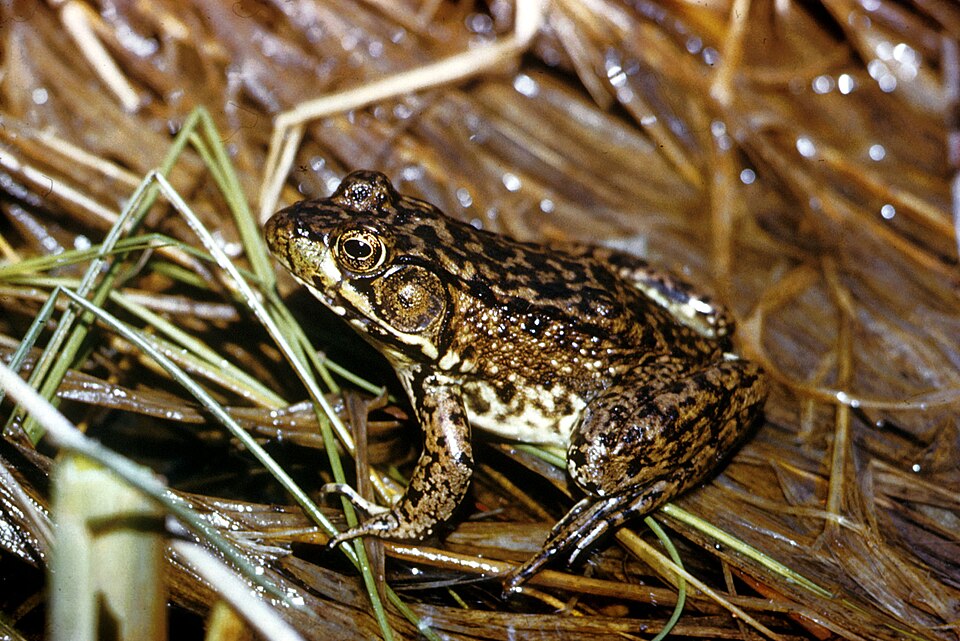 File:Americanfrog.jpg