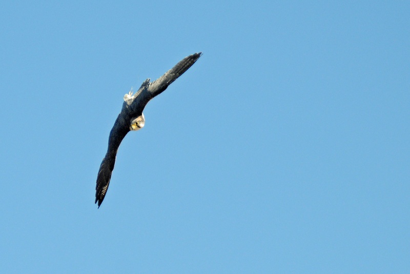 File:Falco peregrinus 2.jpg