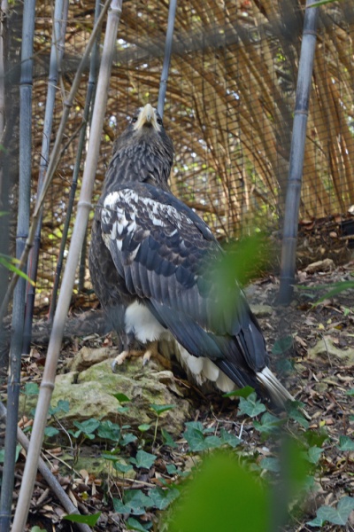 File:Haliaeetus pelagicus 6.jpg