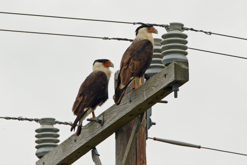 File:Caracara cheriway 1.jpg