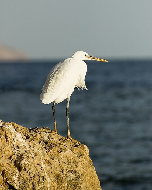 File:Great White Egret in Egypt.jpg