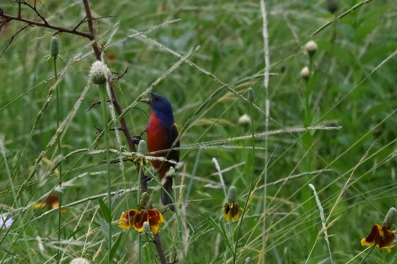 File:Passerina ciris 3559.jpg