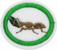 Ants AY Honor.png