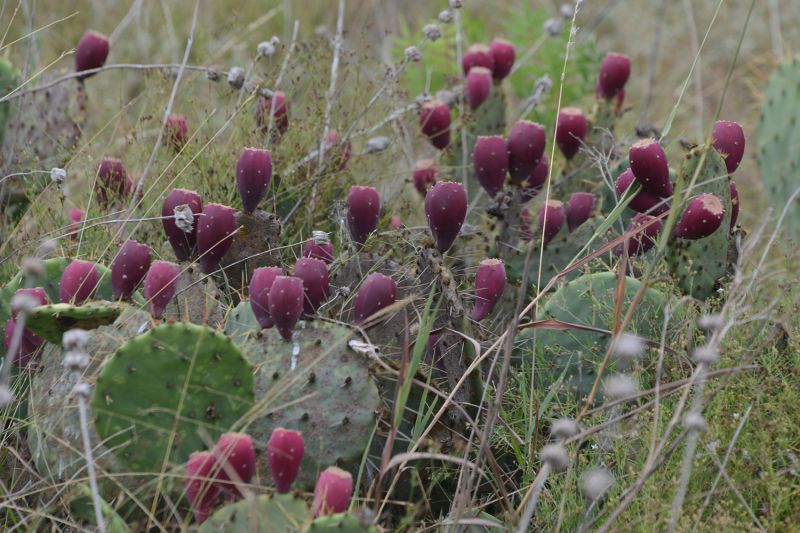 File:Opuntia sp 1665.jpg