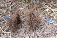Ptilonorhynchus violaceus Bower 8018.jpg