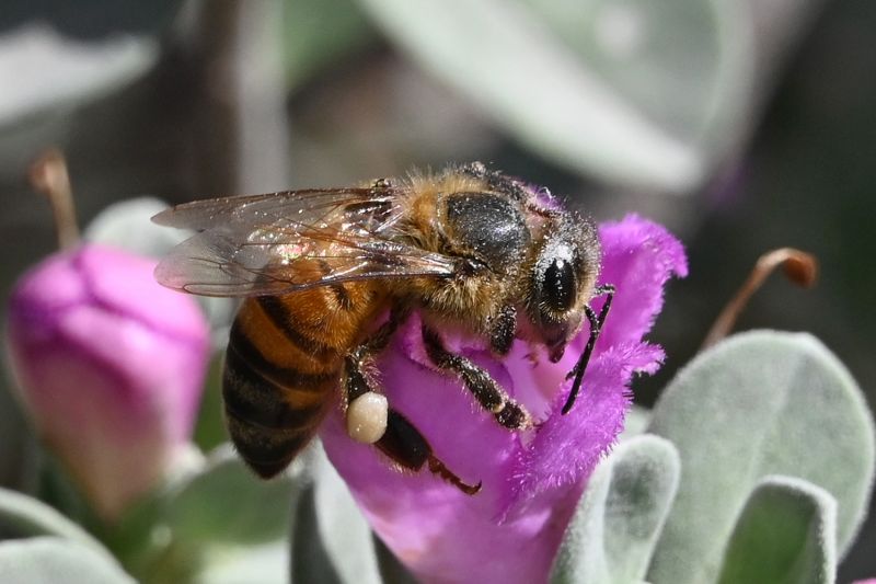 File:Apis mellifera 9117.jpg
