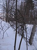 Thumbnail for version as of 17:34, 6 March 2011