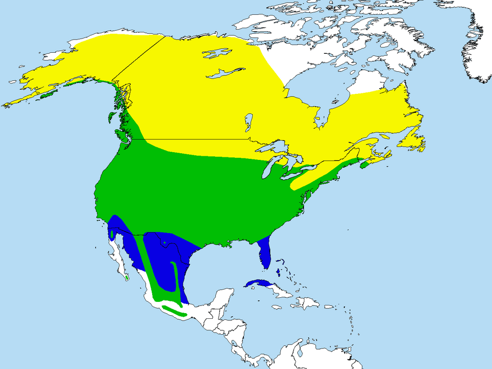File:American Robin-rangemap.png